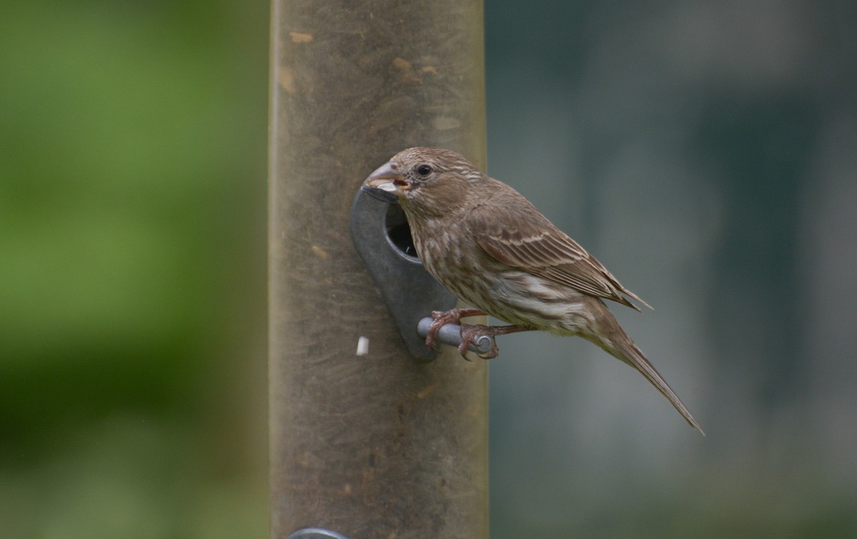 House Finch - ML620718630