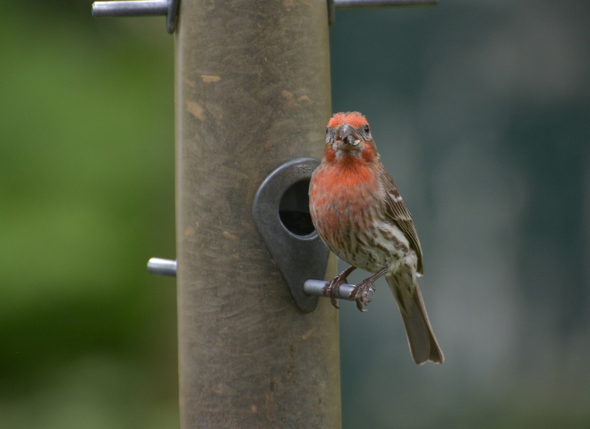 House Finch - ML620718631