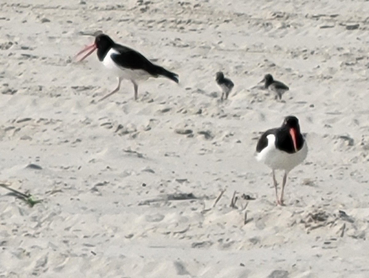 American Oystercatcher - Joseph Landesberg