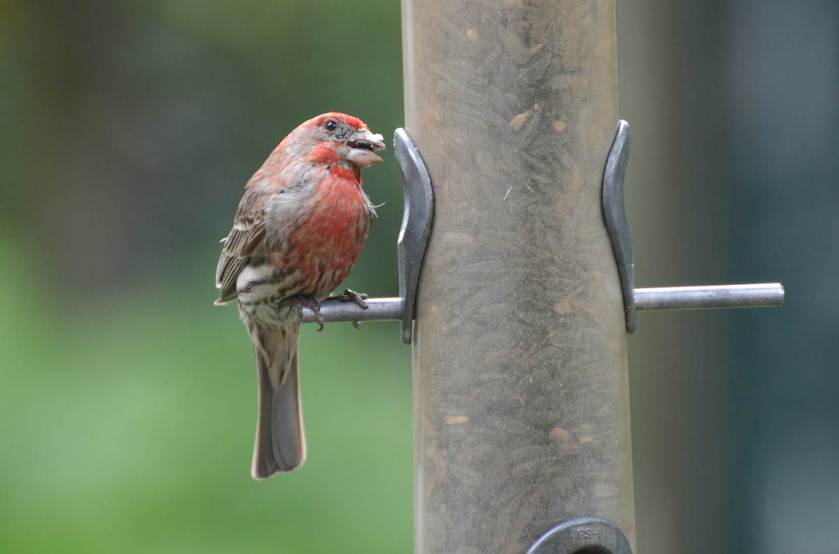 House Finch - ML620718633