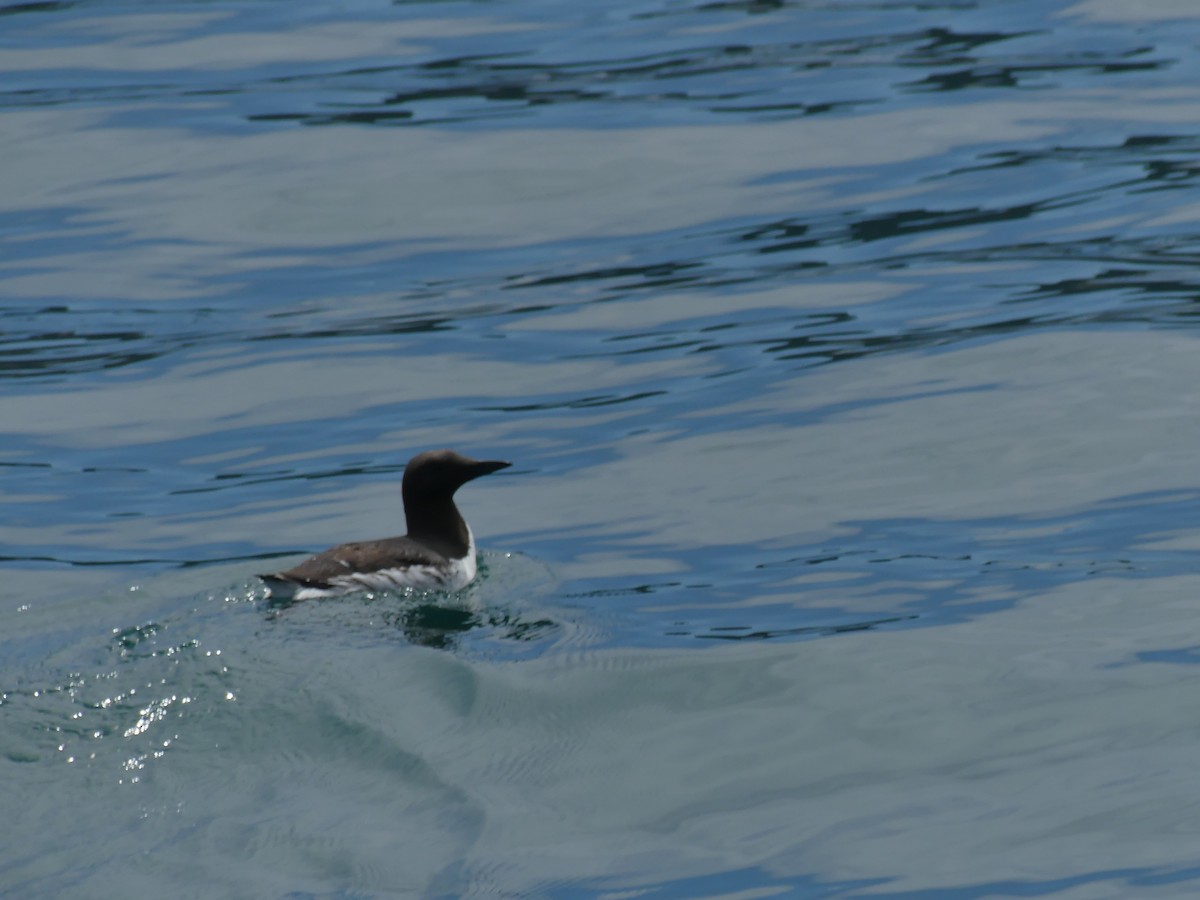 Guillemot marmette - ML620718635