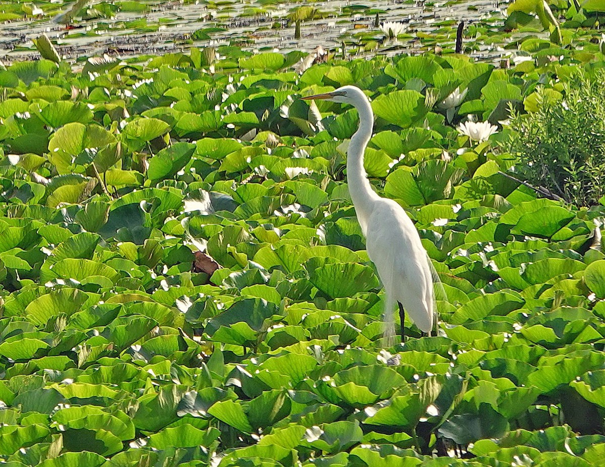 Great Egret - ML620718636