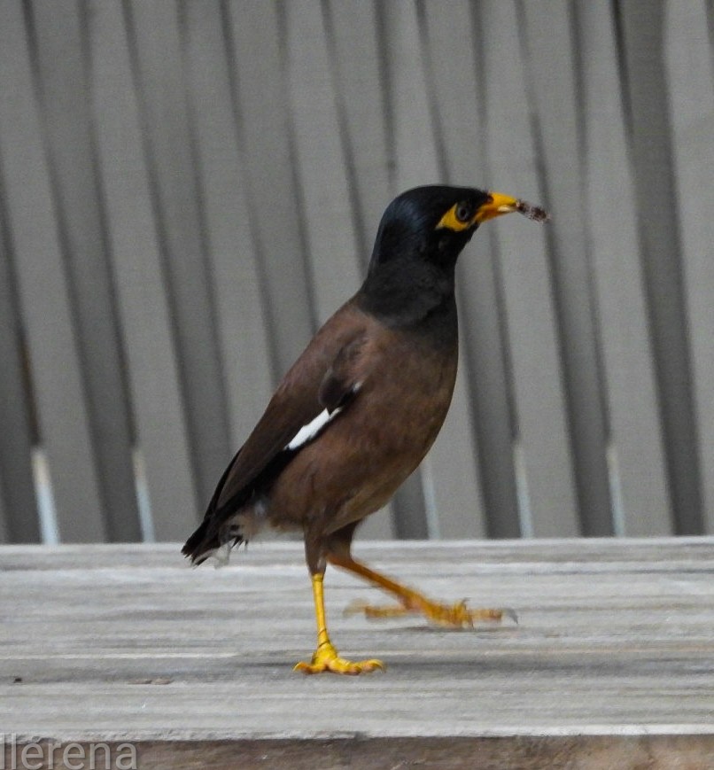 Common Myna - ML620718637