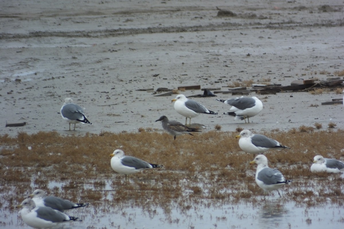 Laughing Gull - ML620718654