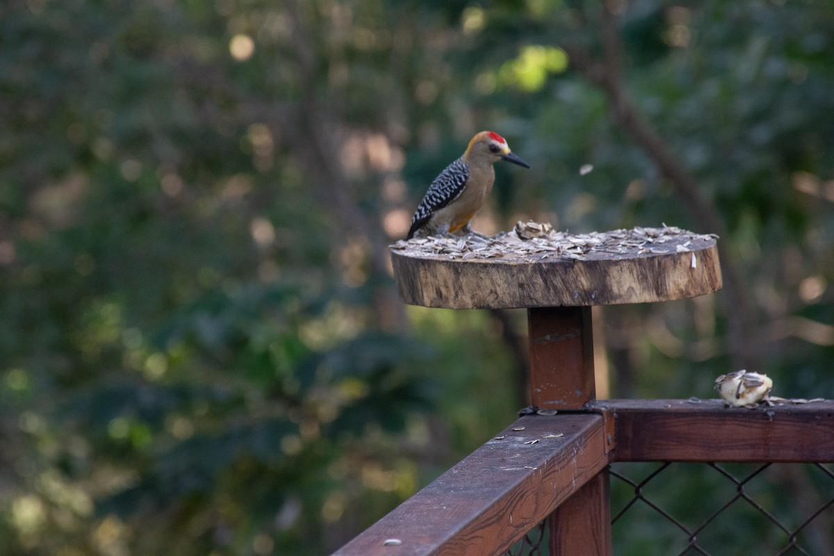 Hoffmann's Woodpecker - Sangam Paudel