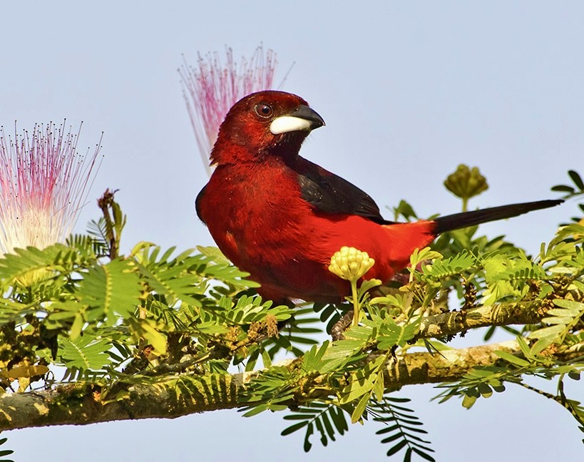 Crimson-backed Tanager - ML620718674