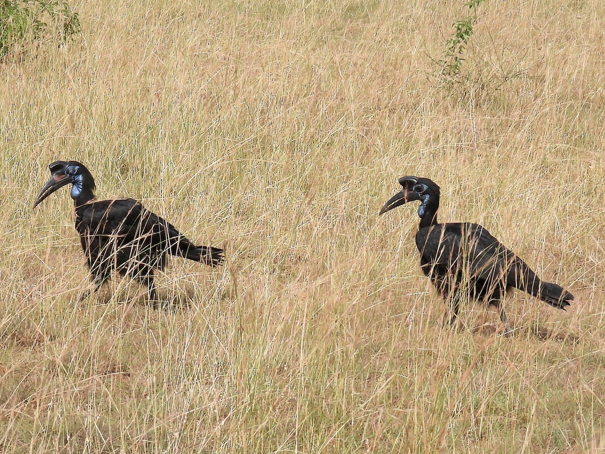 Abyssinian Ground-Hornbill - ML620718677