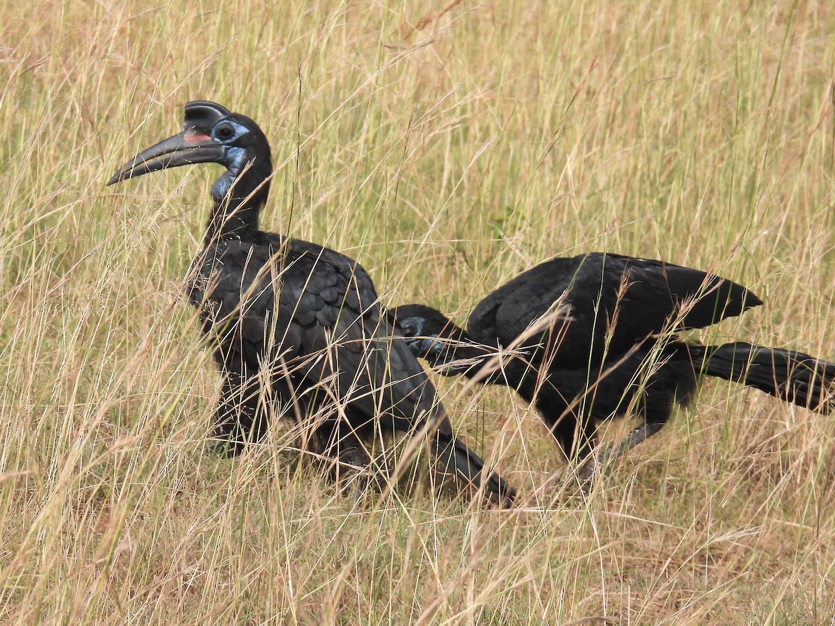 Abyssinian Ground-Hornbill - ML620718678