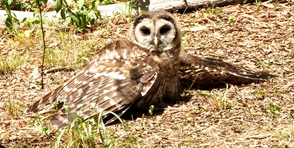 Barred Owl - ML620718682