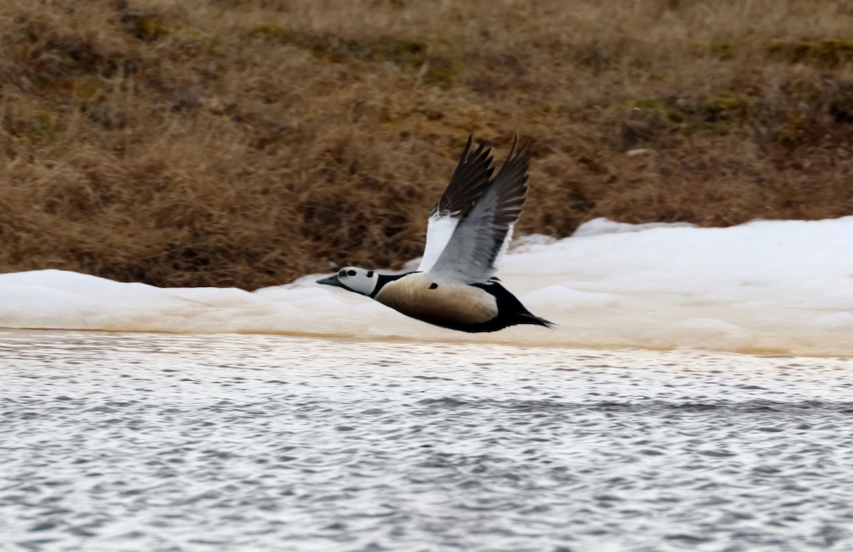 Steller's Eider - ML620718683