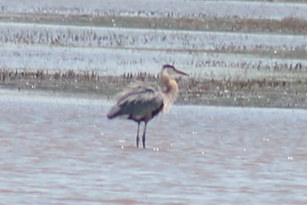 Great Blue Heron - ML620718685