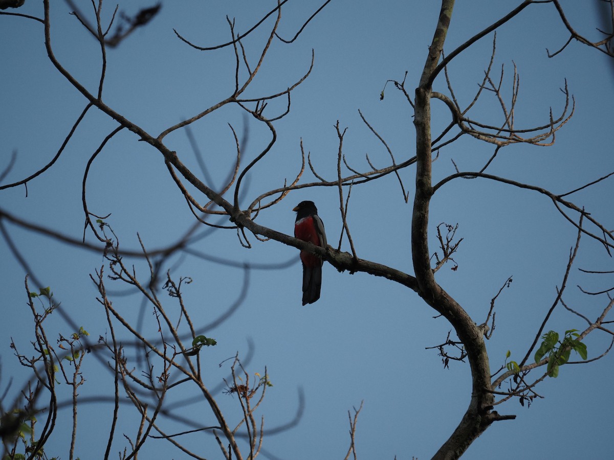 Kara Kuyruklu Trogon - ML620718688