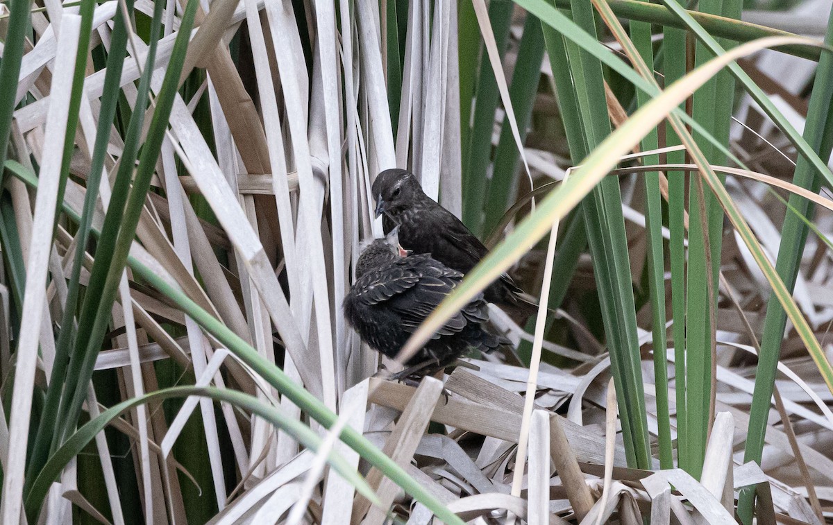 Red-winged Blackbird (California Bicolored) - ML620718700