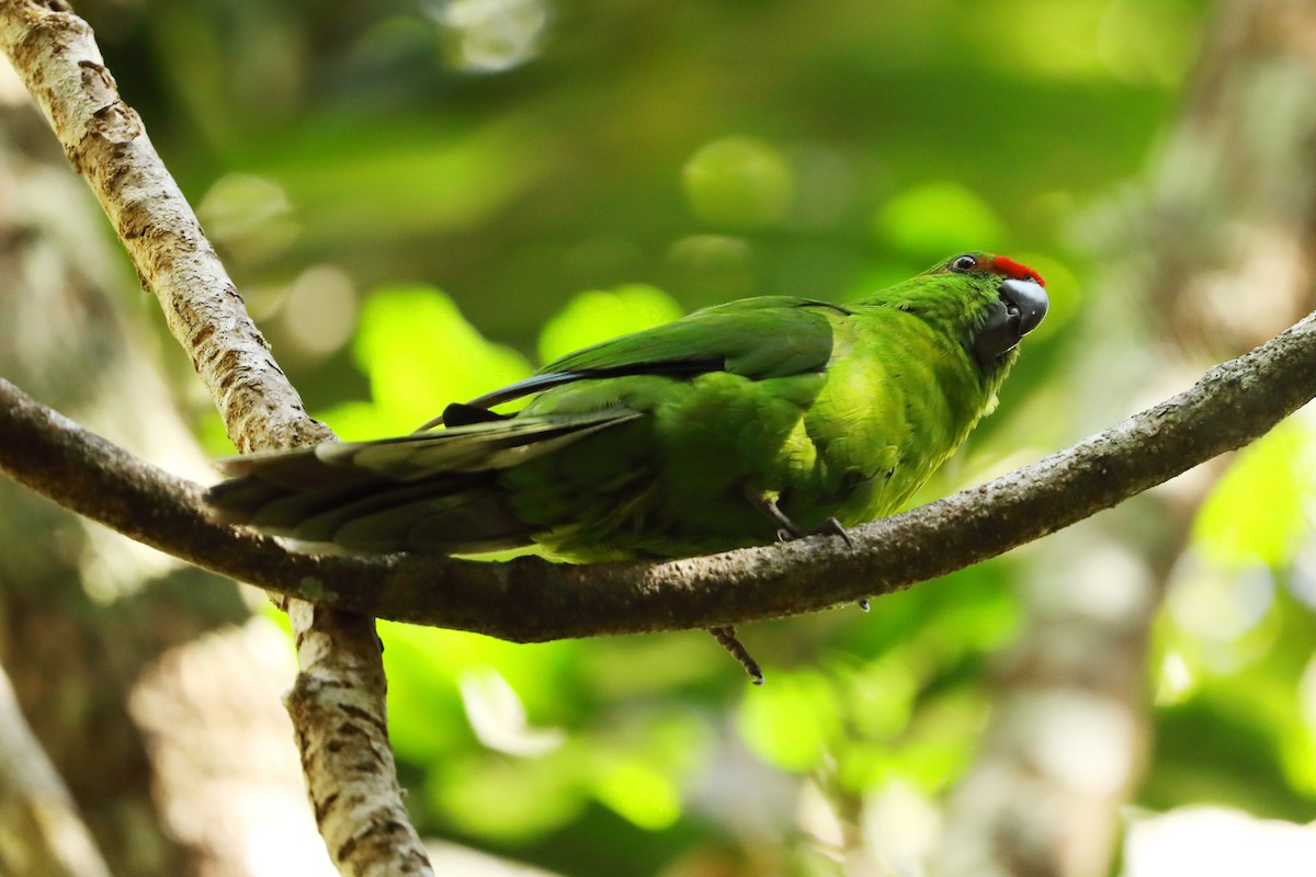 Perico de la Isla Norfolk - ML620718705