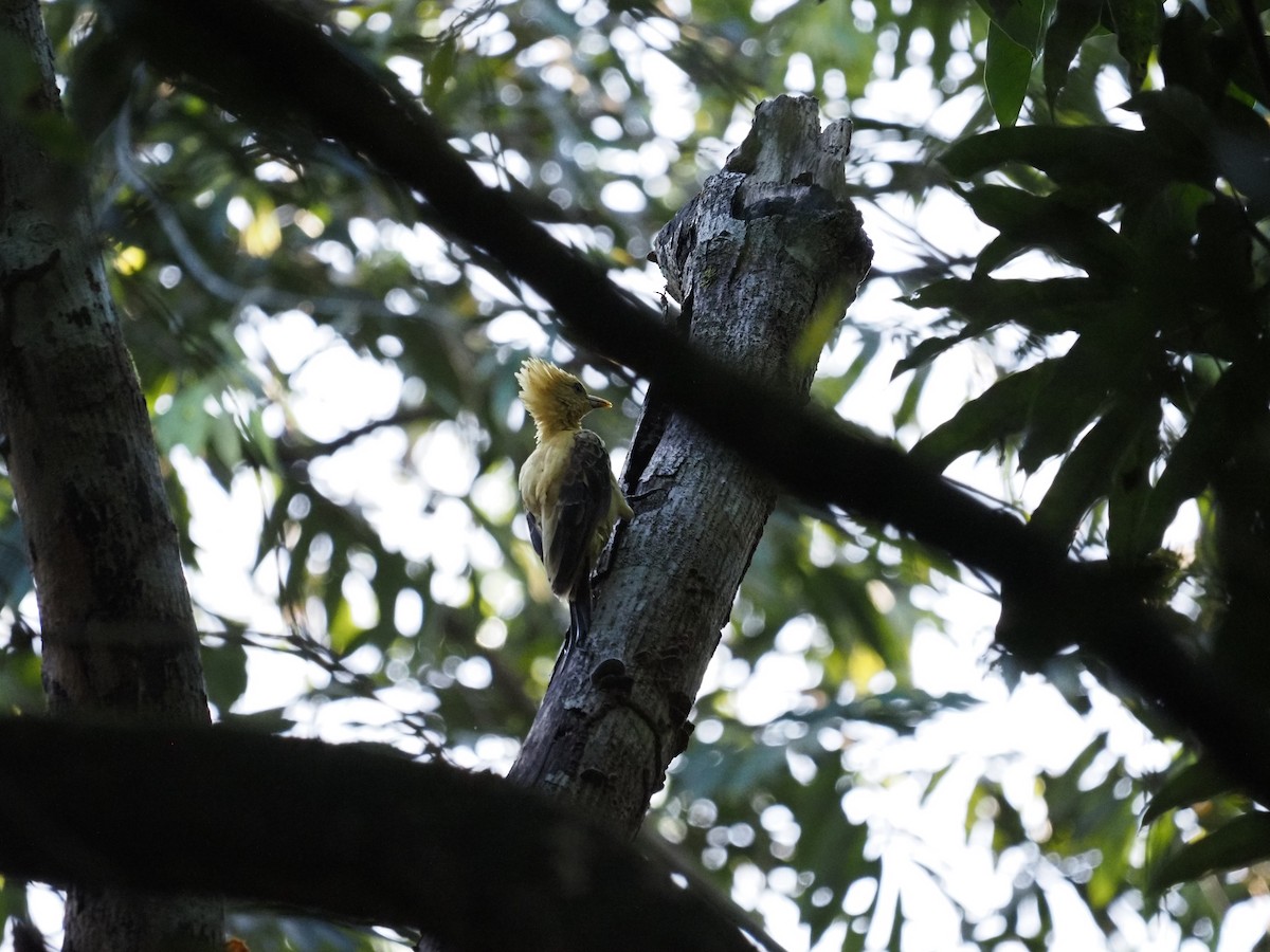 Cream-colored Woodpecker - Clemente Sanchez