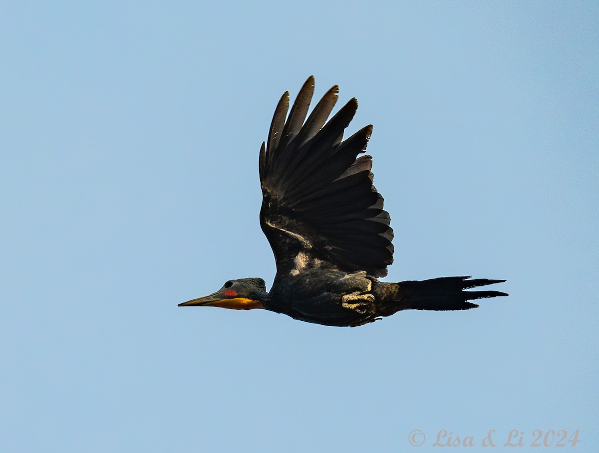 Great Slaty Woodpecker - ML620718725