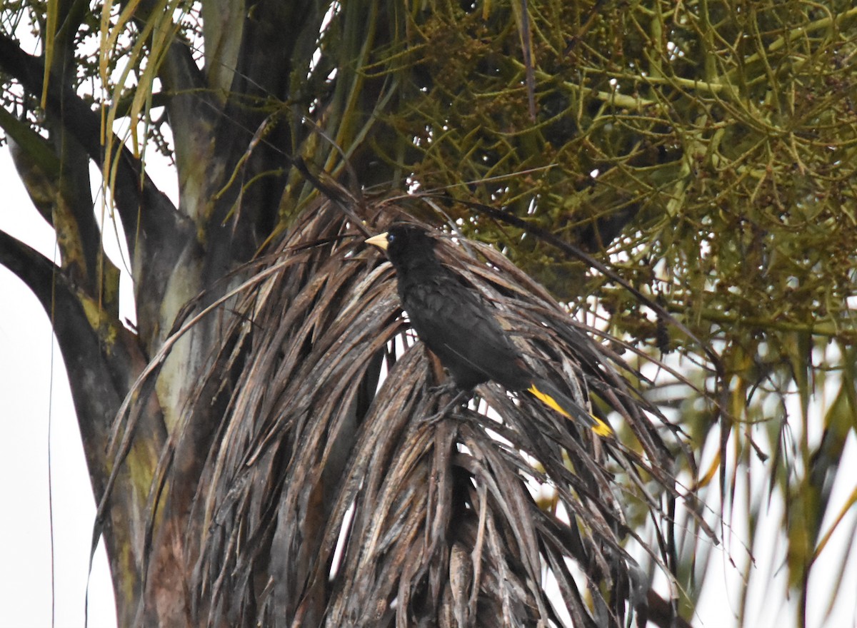 Crested Oropendola - ML620718727