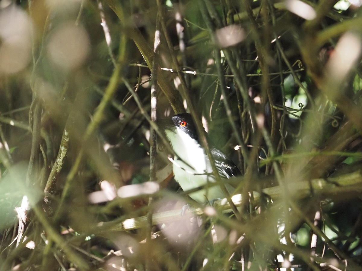 Great Antshrike - ML620718730