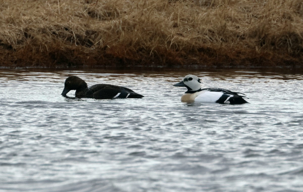 Steller's Eider - ML620718732