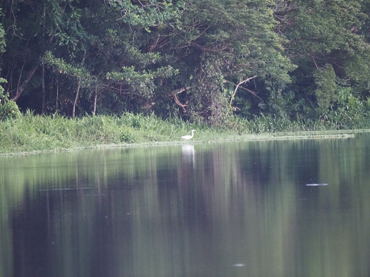 Great Egret - ML620718734