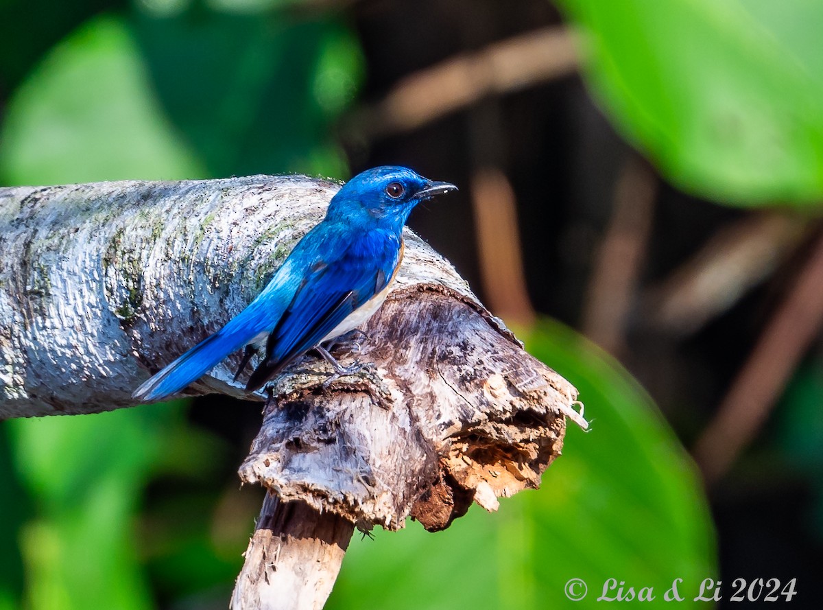 Malaysian Blue Flycatcher - ML620718743