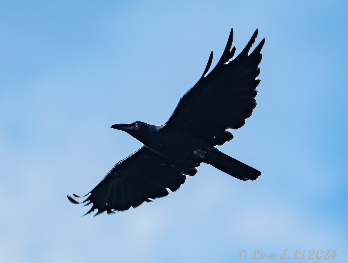 Slender-billed Crow - ML620718748
