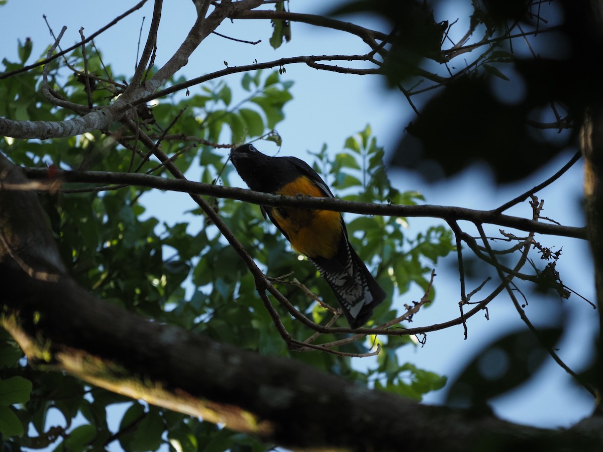 trogon zelenohřbetý - ML620718749