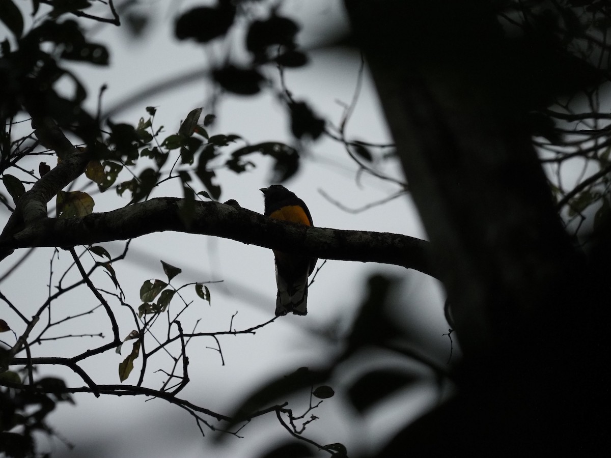 Green-backed Trogon - ML620718750