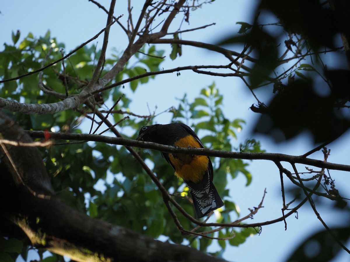 trogon zelenohřbetý - ML620718751