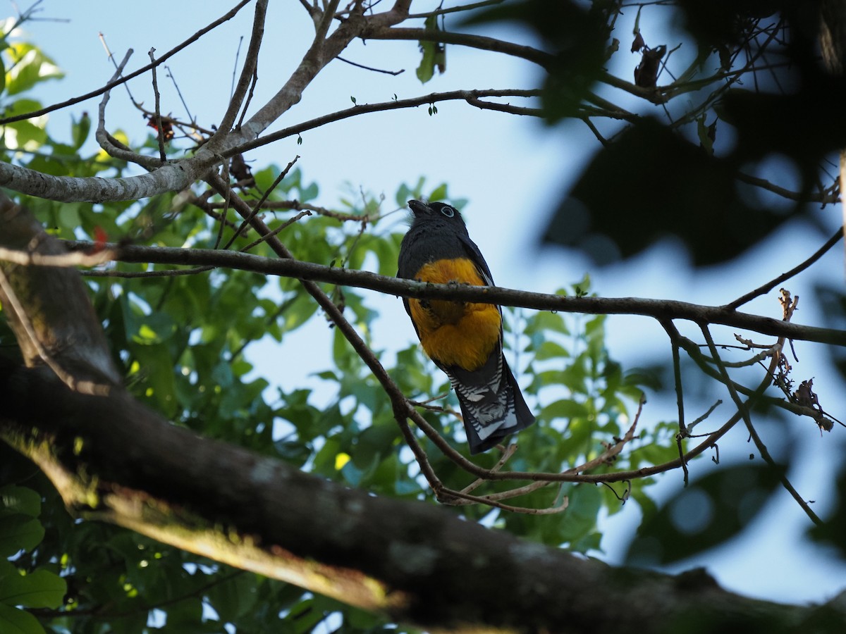 Green-backed Trogon - Clemente Sanchez