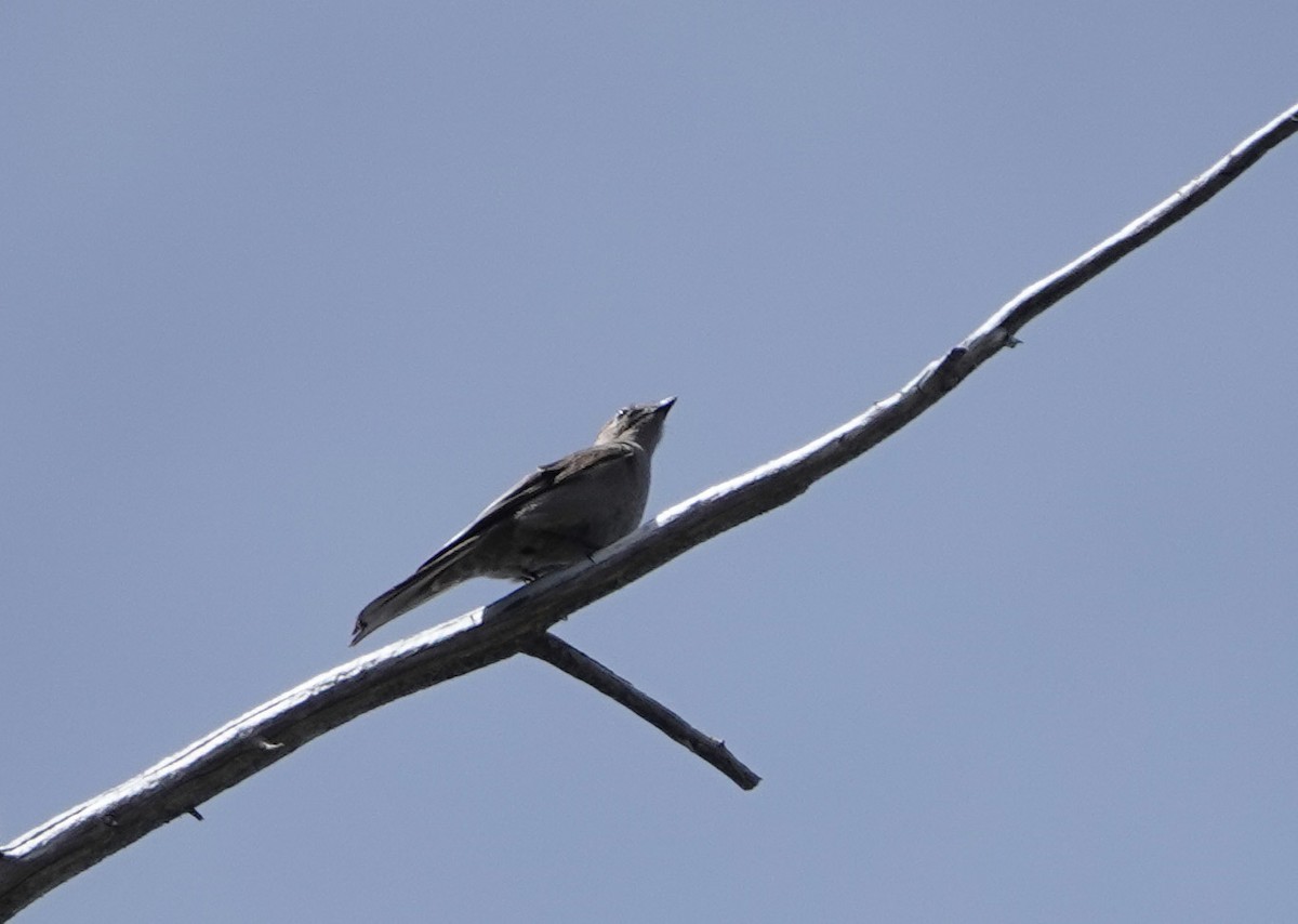Townsend's Solitaire - ML620718754
