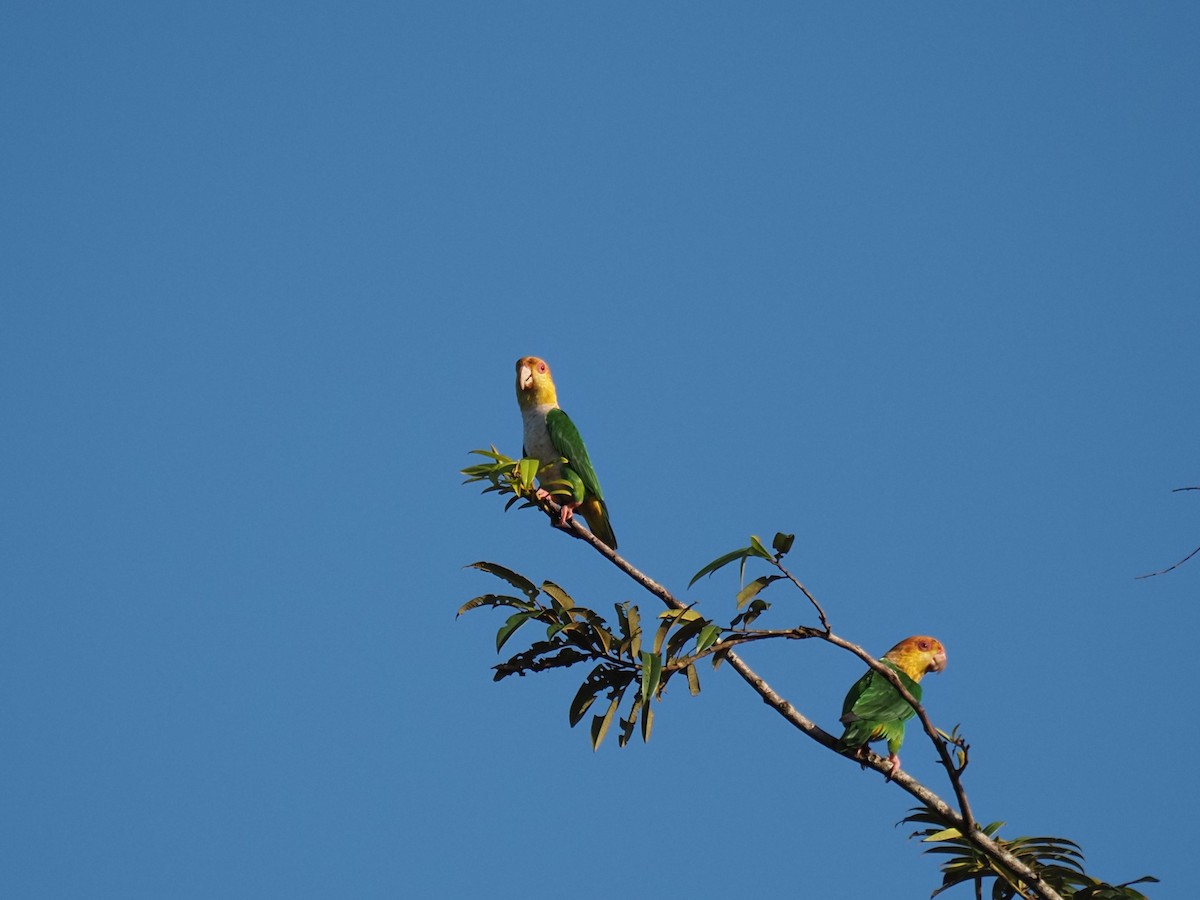 Aratinga Jandaya - ML620718757