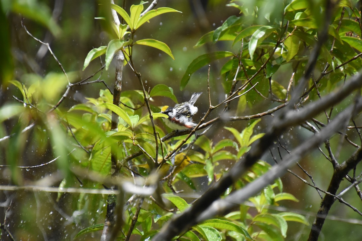 Chestnut-sided Warbler - Jerry Davis