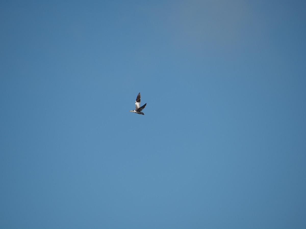 Large-billed Tern - ML620718761