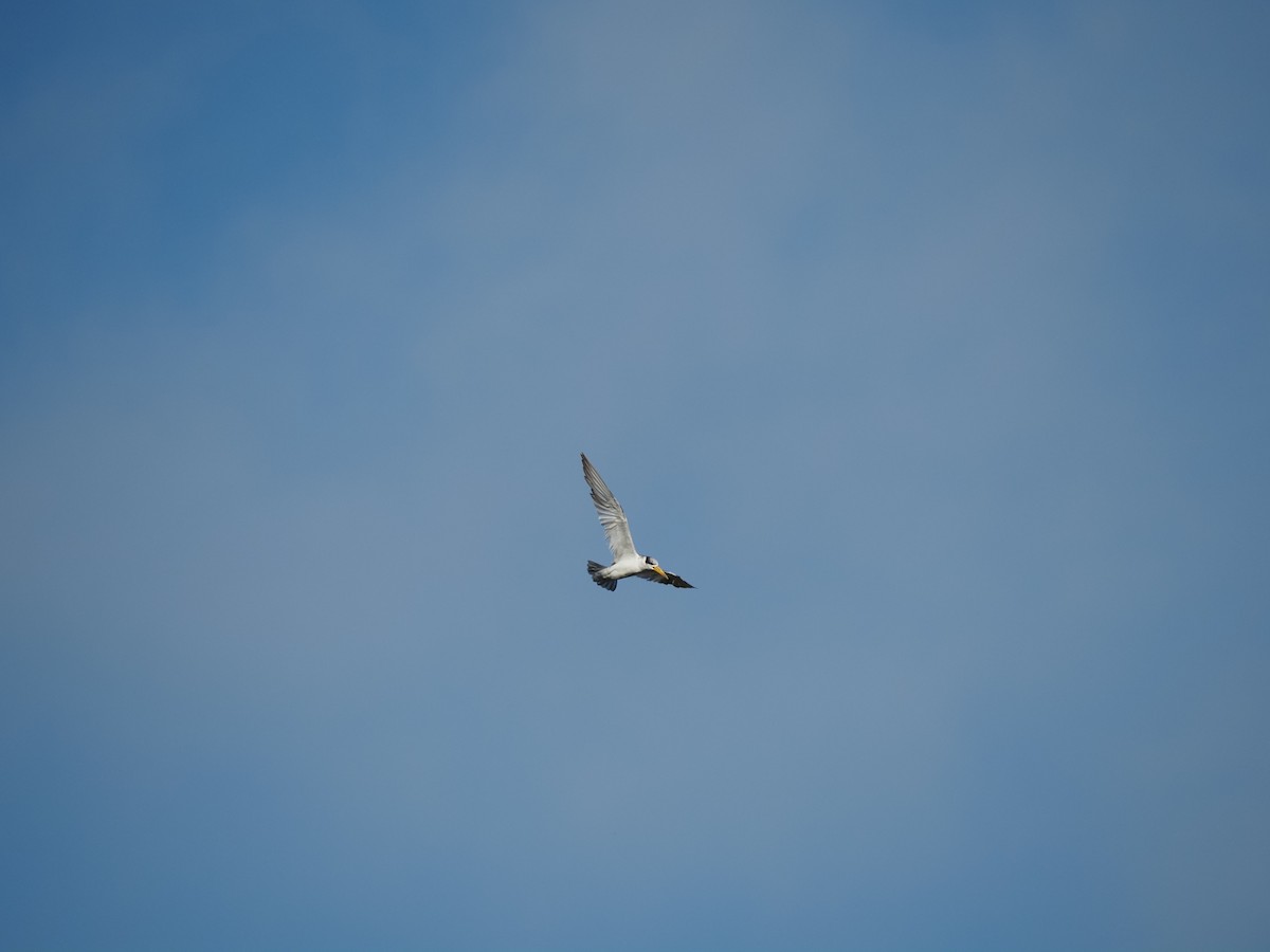 Large-billed Tern - ML620718762