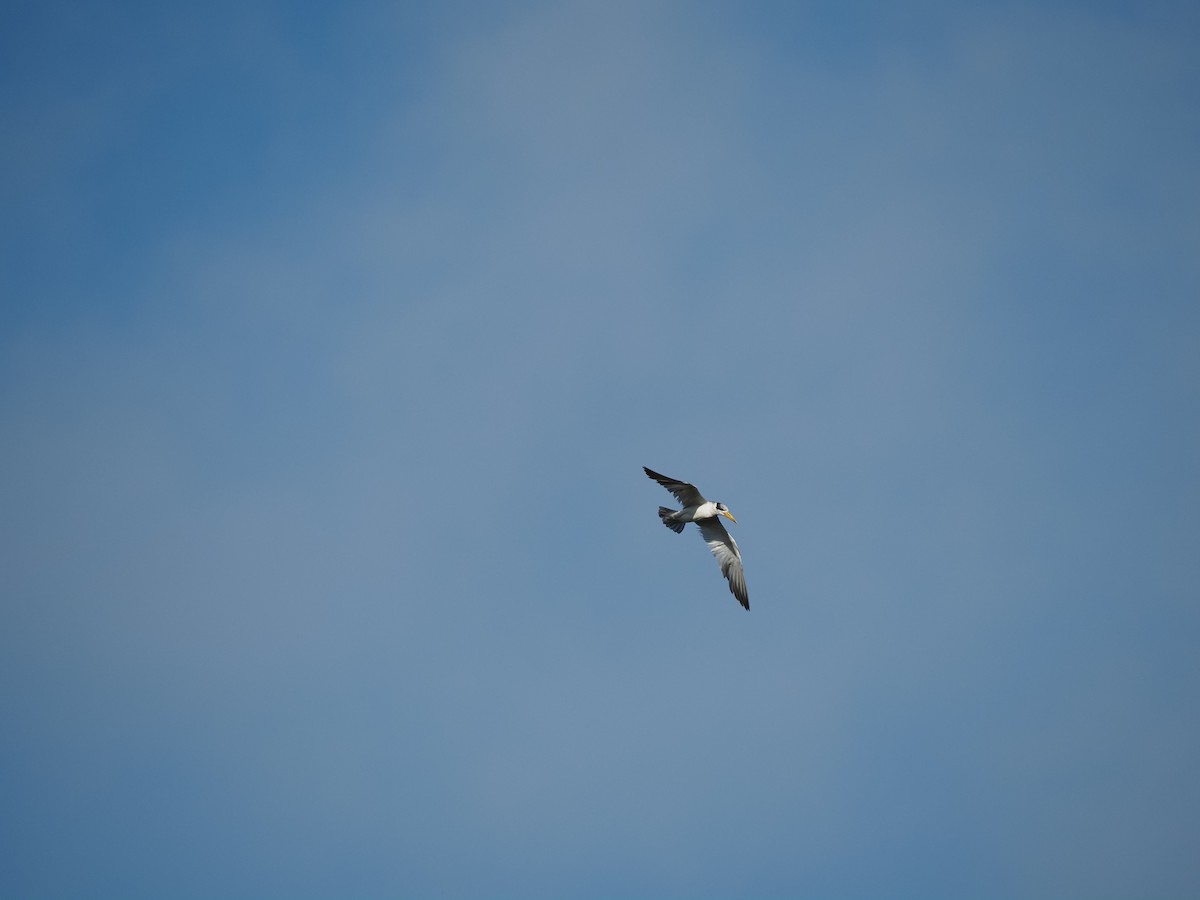 Large-billed Tern - ML620718764