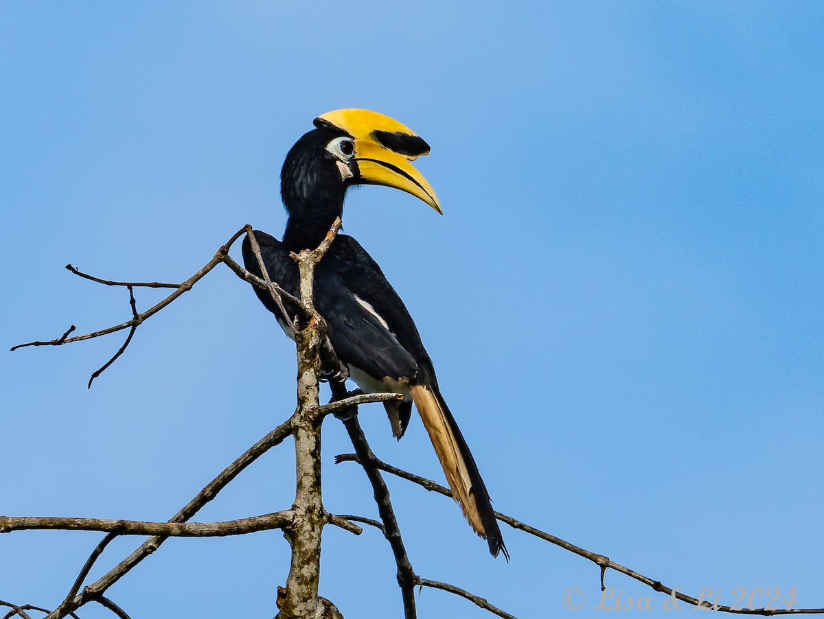 Oriental Pied-Hornbill - ML620718765