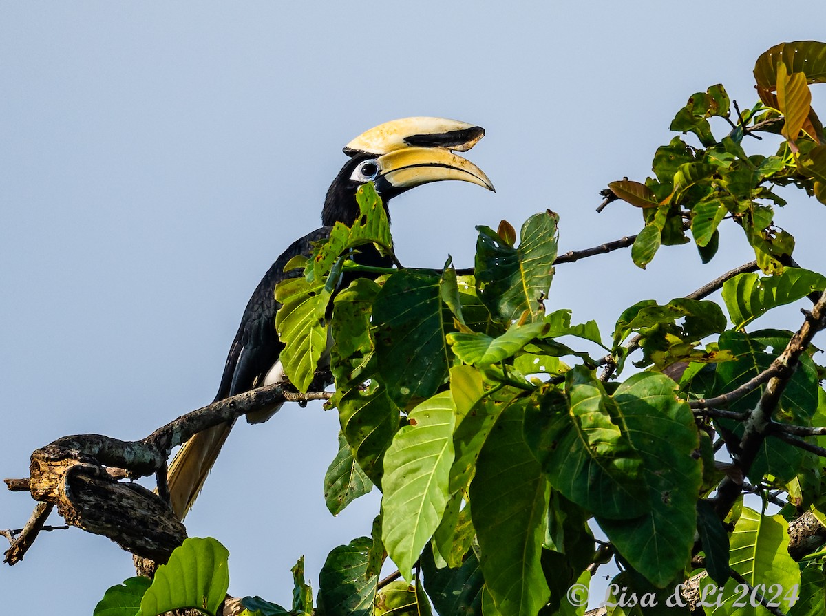 Oriental Pied-Hornbill - ML620718766