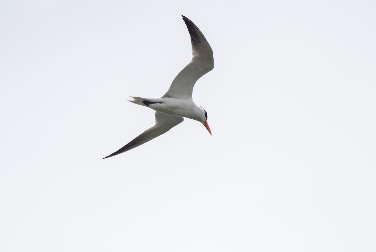 Caspian Tern - ML620718769