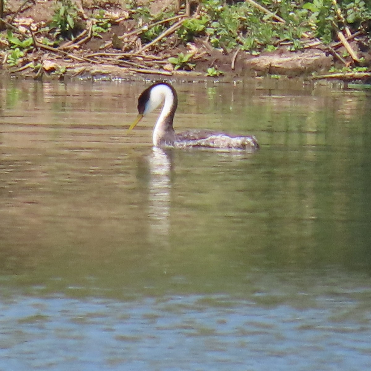 Western Grebe - ML620718770