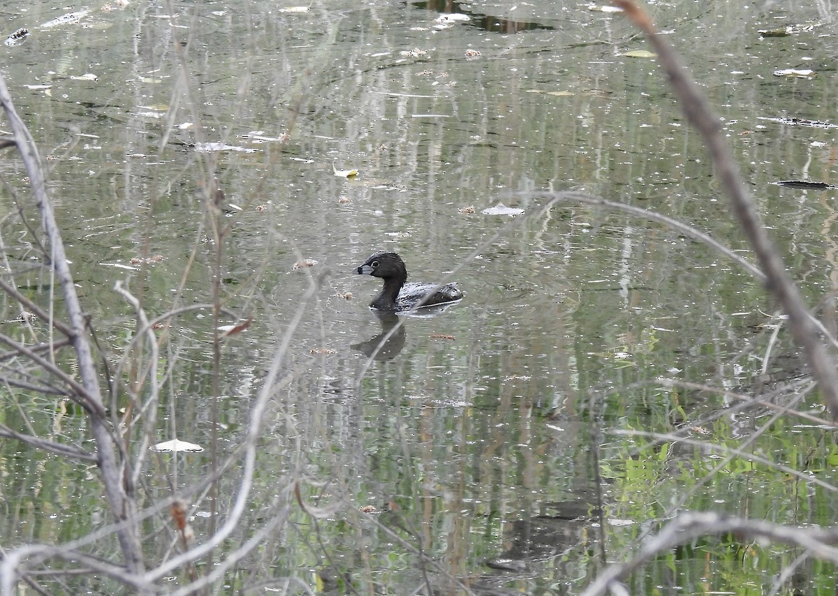 Pied-billed Grebe - ML620718777