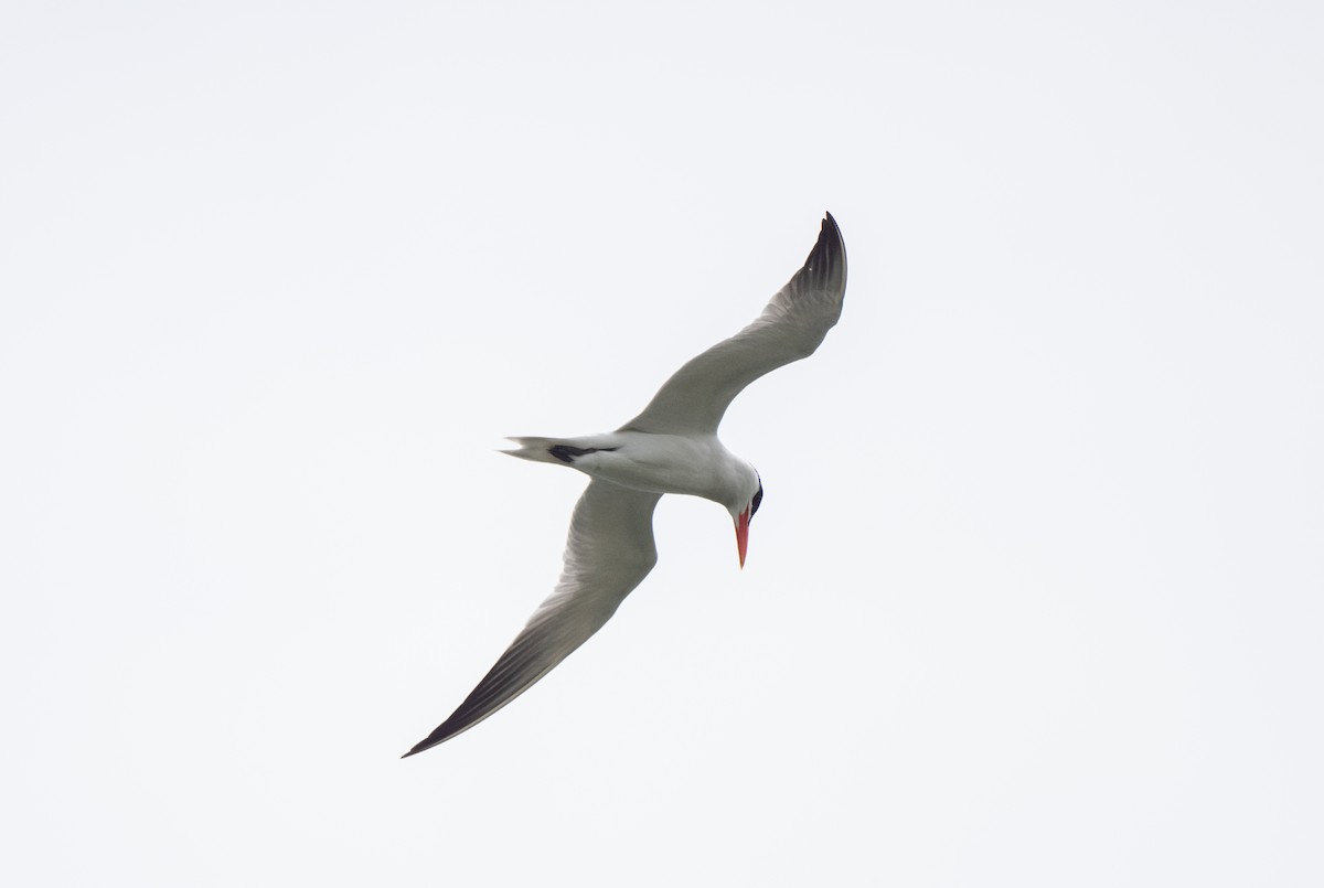 Caspian Tern - ML620718778