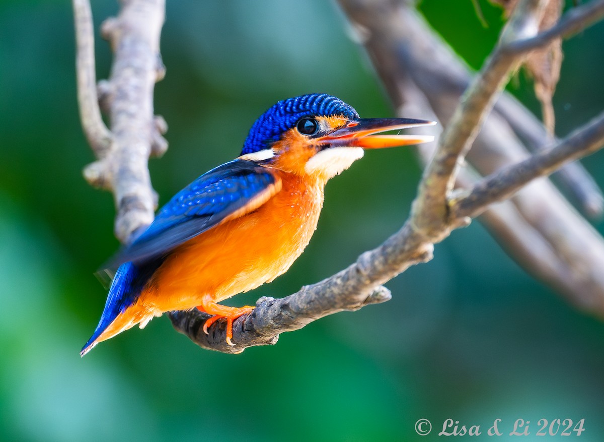 Blue-eared Kingfisher - ML620718782