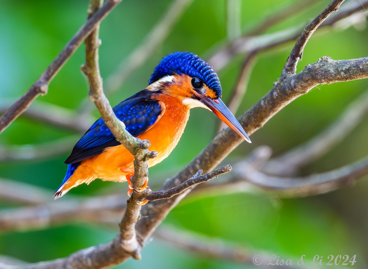 Blue-eared Kingfisher - Lisa & Li Li