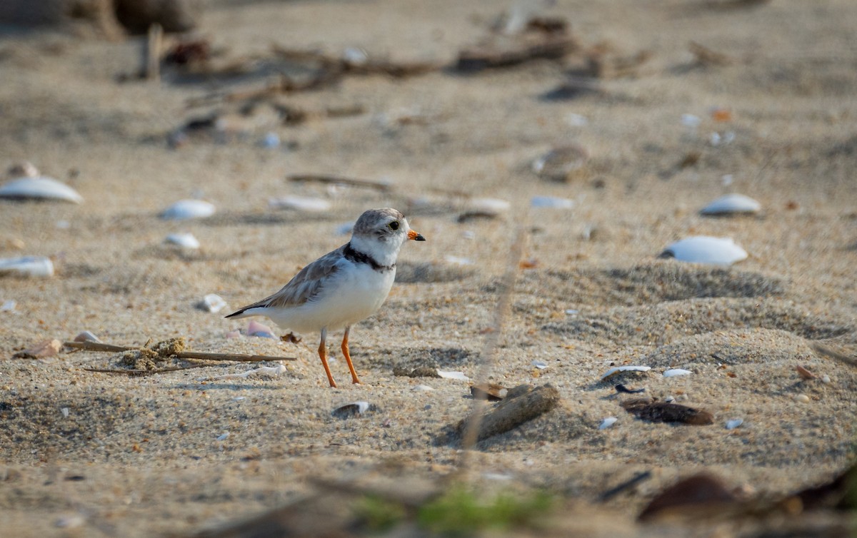 Piping Plover - ML620718786