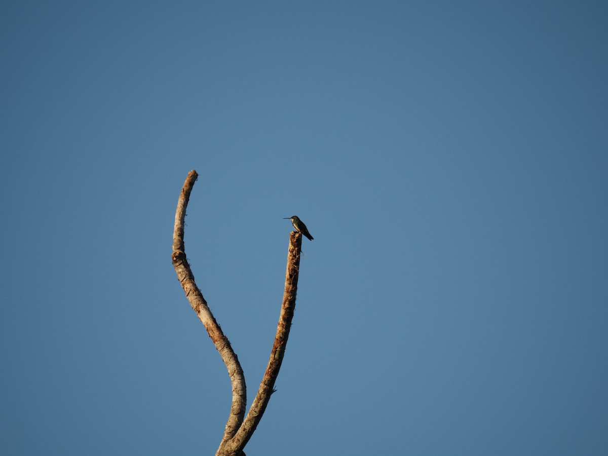 Long-billed Starthroat - ML620718788