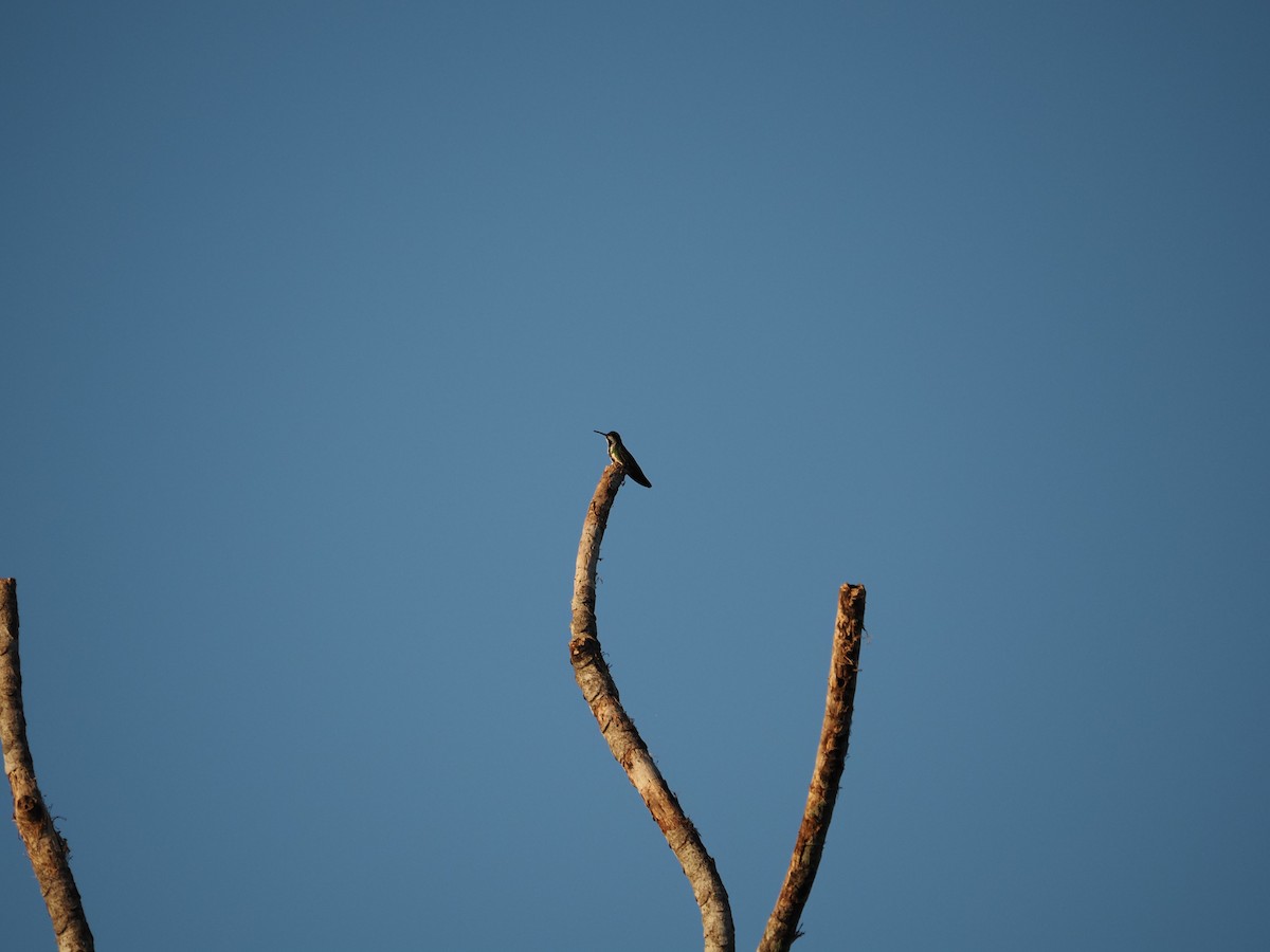 Long-billed Starthroat - ML620718789