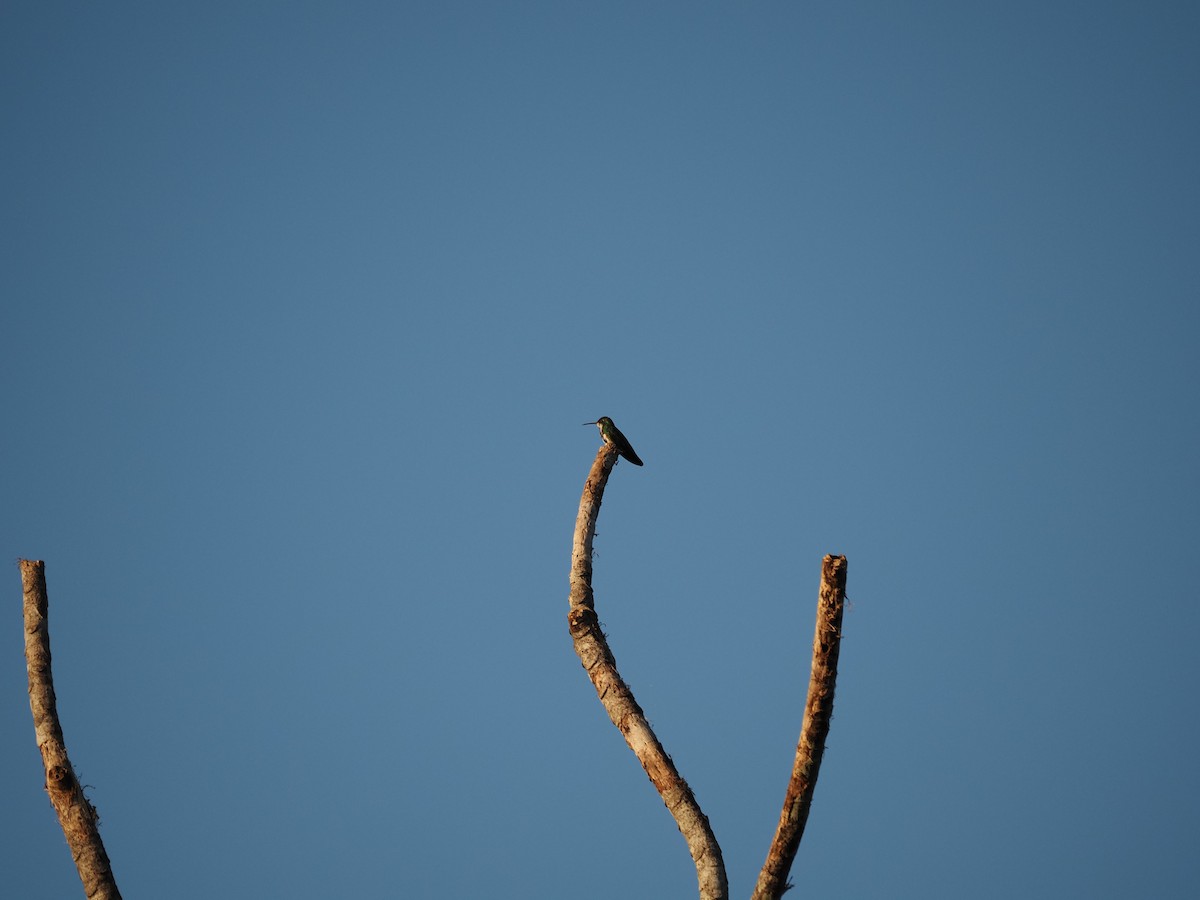 Colibrí Piquilargo - ML620718790