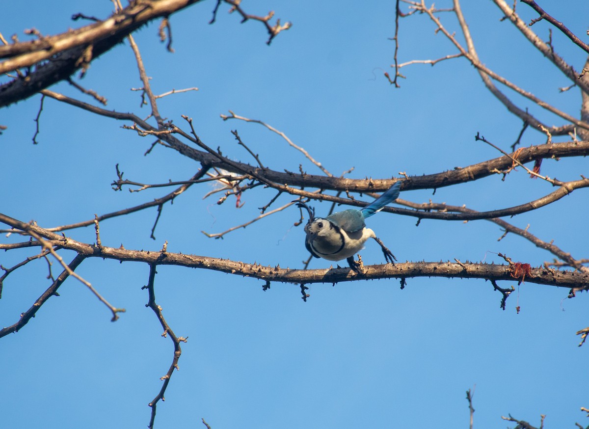 White-throated Magpie-Jay - Sangam Paudel