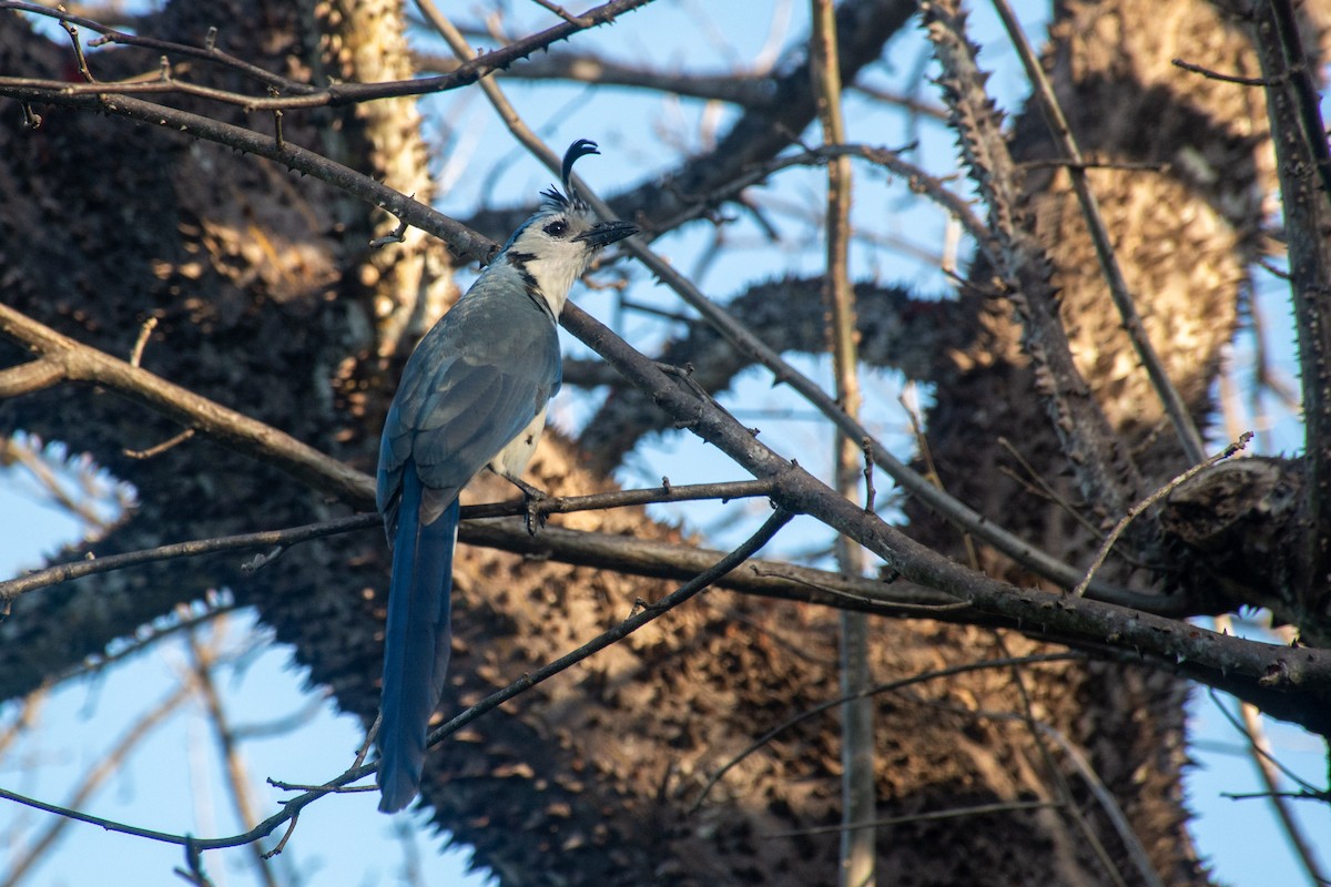 White-throated Magpie-Jay - ML620718792